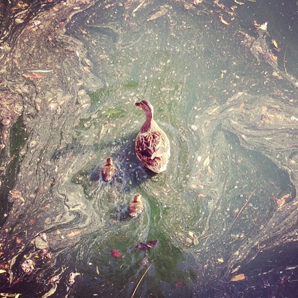 Saw this little duck family at the hospital the other day. This must mean its spring.