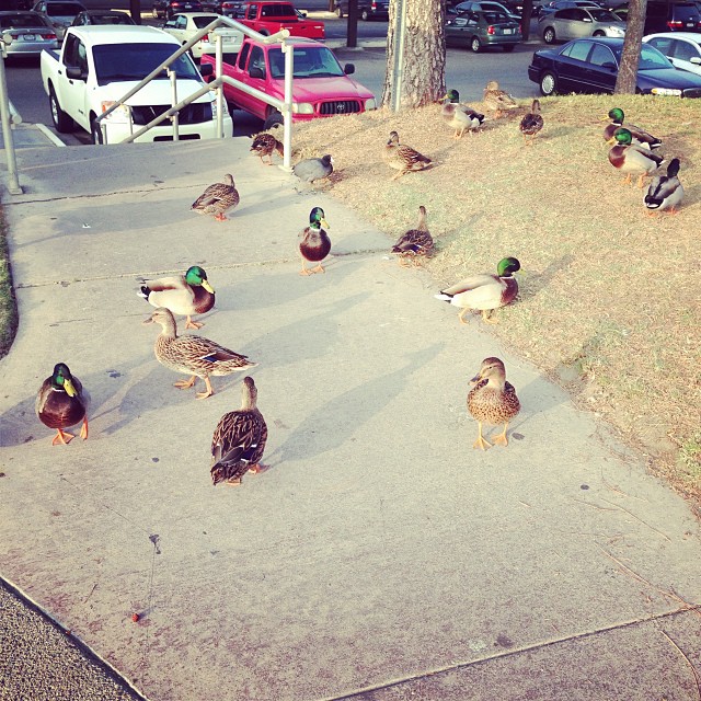 The ducks are out and about today.