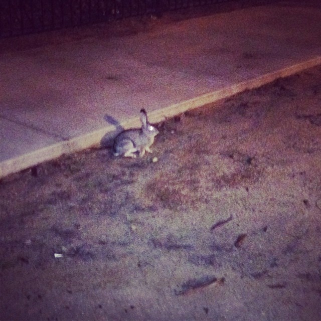 This guy was just chilling next to my car. Fearless. He just stared at me with his glowing eyeball.