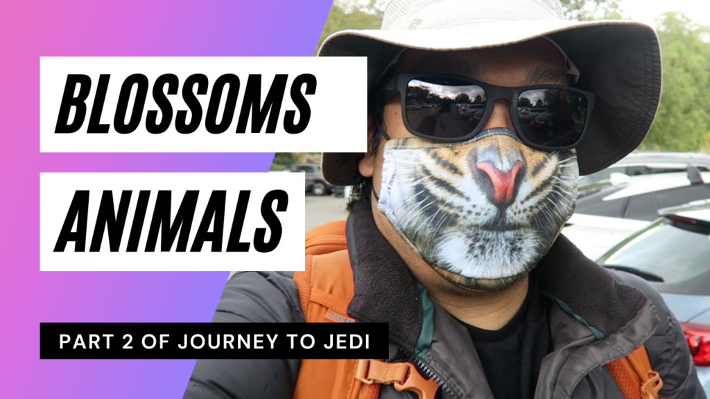 Journey to Jedi — Part 2 — Cherry Blossoms and Wild Animals